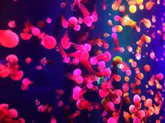 -成都浩海立方海洋公园