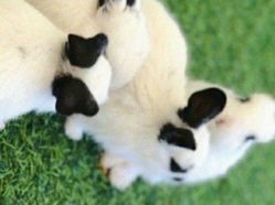 -萌宠亲子动物乐园(槐房万达店)