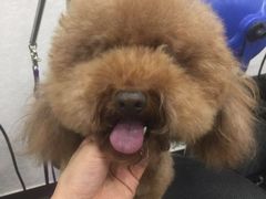 -八公叔叔宠物美容连锁(春申店)