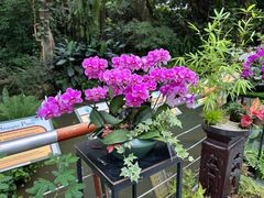 -中国科学院华南植物园