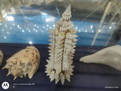 -上海海洋大学鱼文化博物馆(军工路校区)
