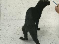 -喵园·猫主题咖啡厅·撸猫·猫咖(国贸店)