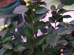 -花鸟鱼虫鲜花绿植市场(玉泉路店)