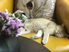 猫-咖法森林·咖啡  酒吧(天河店)