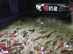 -烟台海昌鲸鲨海洋公园