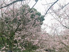 -南山植物园