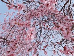 -桃花堤公园