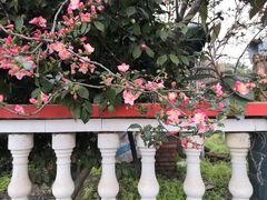 -樱桃山旅游景区