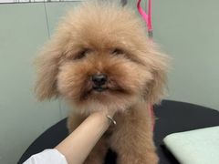 -唐小姐の私宠·宠物洗护美容·撸猫馆·购宠(周浦万达旗舰店)