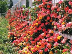 -名花谷生态庄园