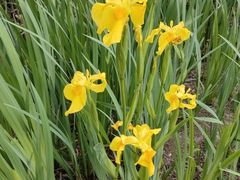 -皇粮浜湿地公园