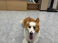 -安安宠医·臻爱宠物医院·宠保定点(营门口路分院)