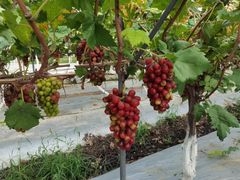 -金谷域澳洲庄园