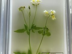 -广东中医药博物馆