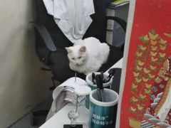 -康乐宝动物医院