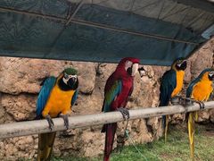 -西霞口神雕山野生动物世界