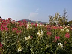 -径山花海