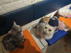 -平行世界·猫咖(首经贸店)