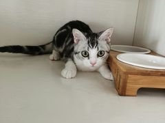 -东方名猫馆·英短金渐层布偶猫舍(环线广场1号楼店)