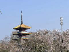 -东湖磨山景区樱花园-停车场