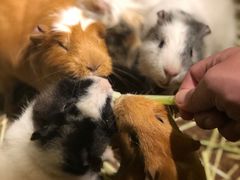 -藦茜花园宠物主题亲子互动体验馆(国顺东路店)