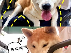 -柴犬高等学院·狗咖·柴犬售卖·宠物训练