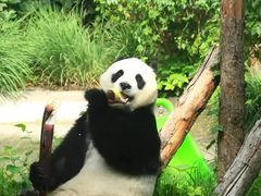 -深圳野生动物园