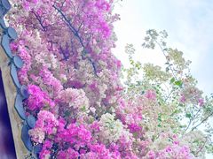 -深圳国际园林花卉博览园