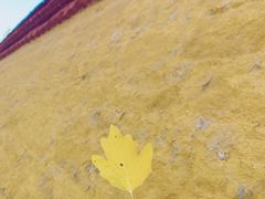 -罗布林卡