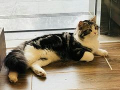 -猫大福·Fortune Cat猫舍(百子湾店)