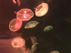 -福州罗源湾海洋世界旅游区