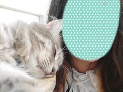 -楼上猫咖(罗湖店)