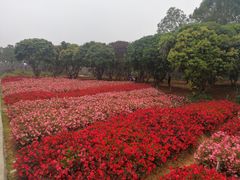 -松山湖梦幻百花洲