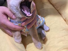 -逗柴咖啡屋·狗咖猫咖宠物桌游