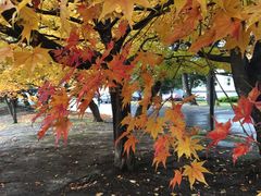 -北海道厅旧本厅舍(旧本庁舎)