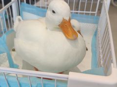 -怪兽屋·羊驼·猫咖·狗咖(俊华广场店)