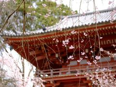 -醍醐寺