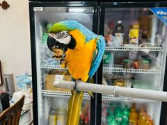 -观桥阁(锦溪店)