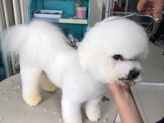 -北京观赏动物医院·24小时大型综合·猫专科·异宠专科