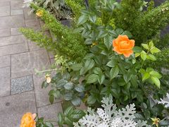 -Wagas沃歌斯(大学路店)