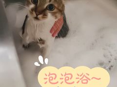-1013 PET SHOP精品宠物商店(丁香店)