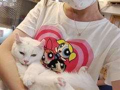 -南京Hallo宠物乐园·哈罗犬舍·柴犬繁育基地