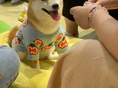 -逗柴咖啡屋·狗咖猫咖宠物桌游