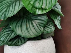 -椿Growth
