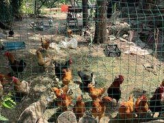 -老袁家蜜桃农场·阳山水蜜桃