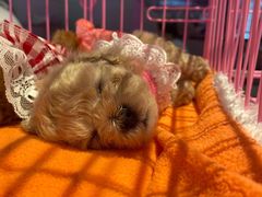 -远洋未来广场(育慧北路店)