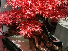 -顺峰(农展馆店)