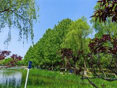 -大兴滨河森林公园