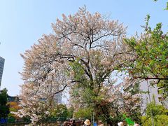 -成都市活水公园