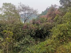 -三门江国家森林公园